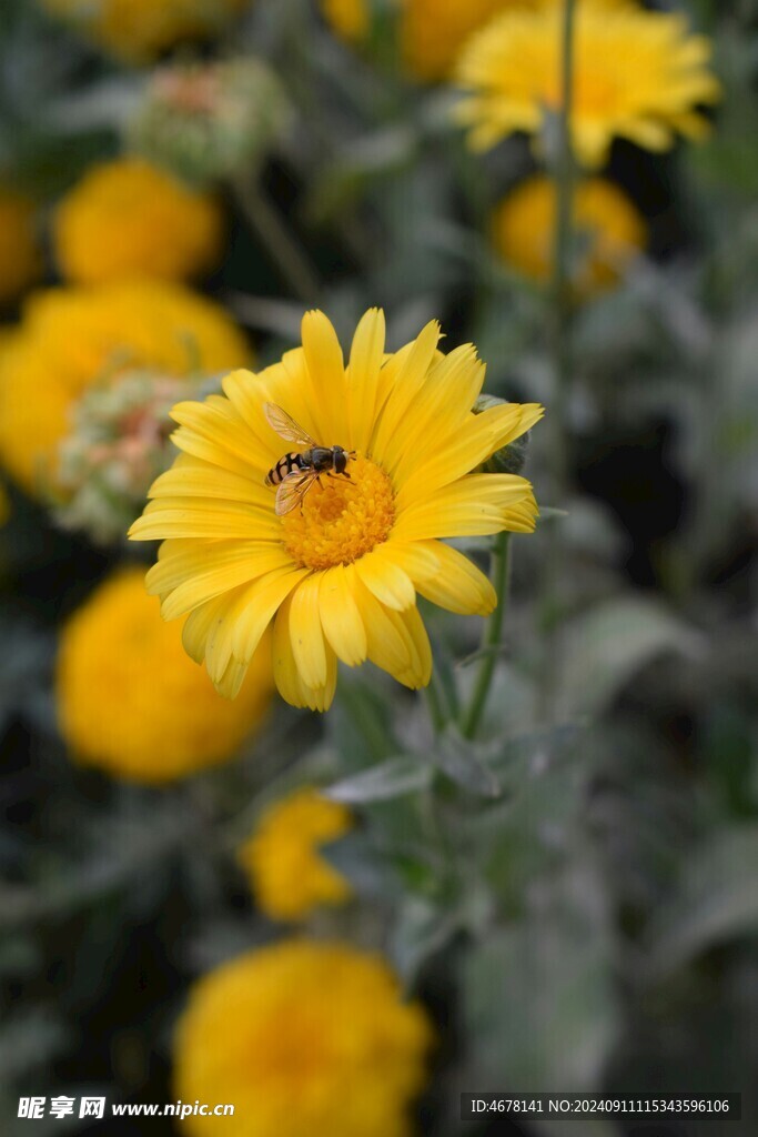 花与蜜蜂