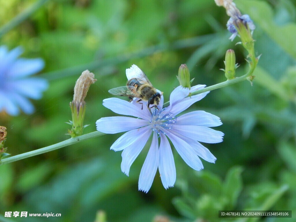 花与蜜蜂