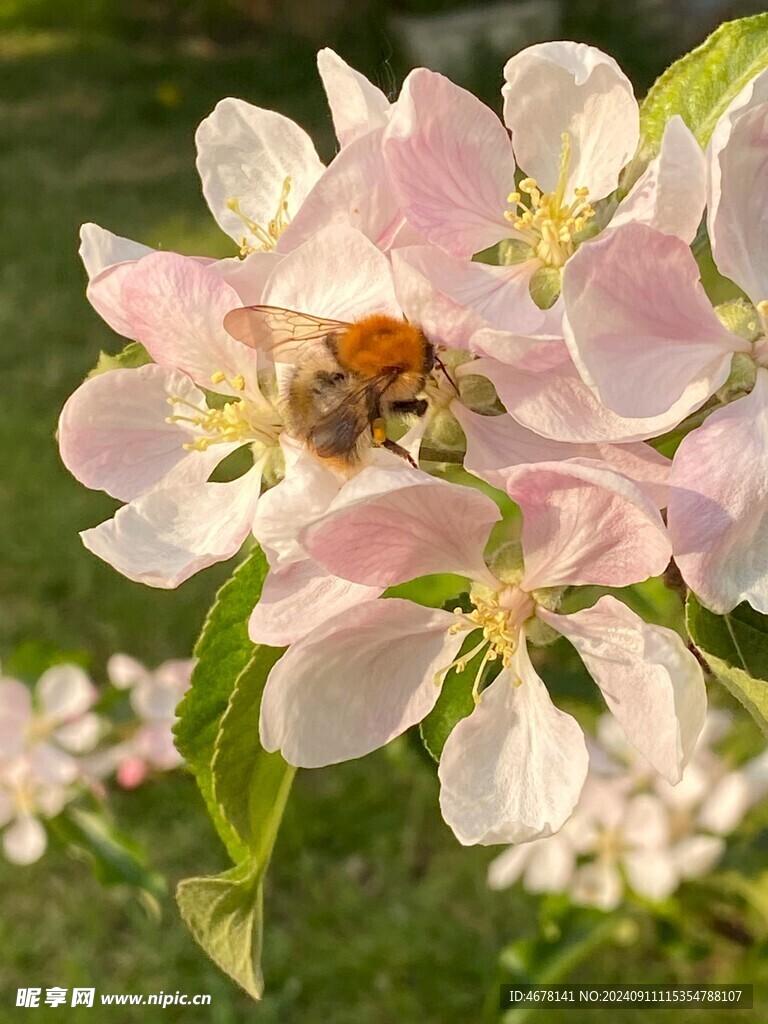 花与蜜蜂