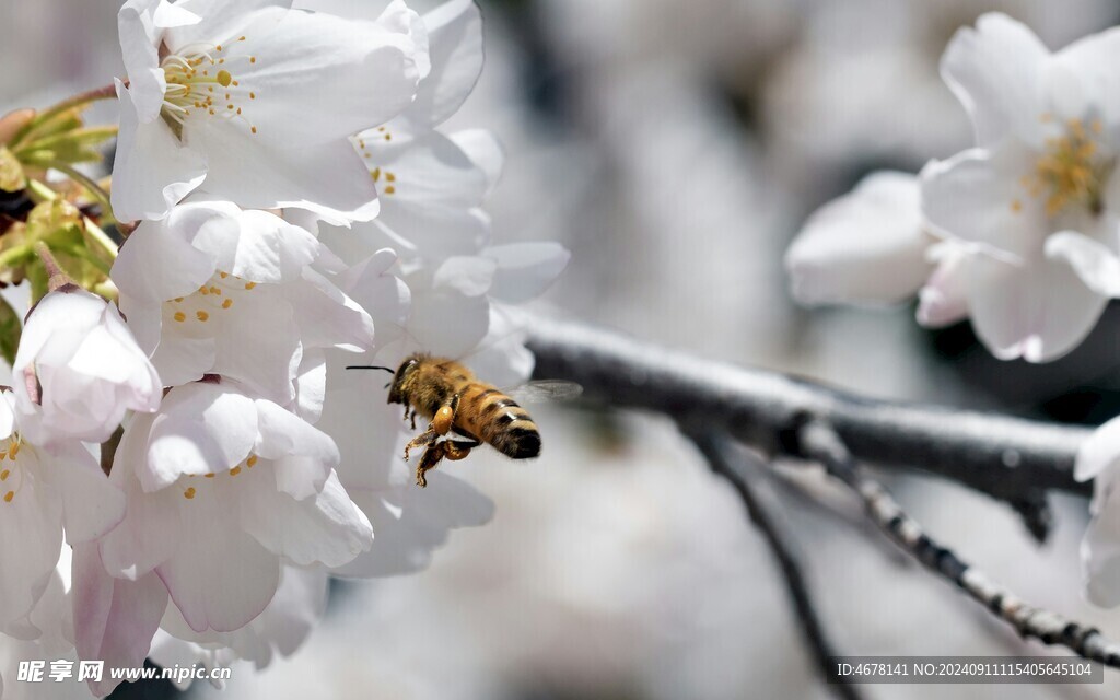 花与蜜蜂