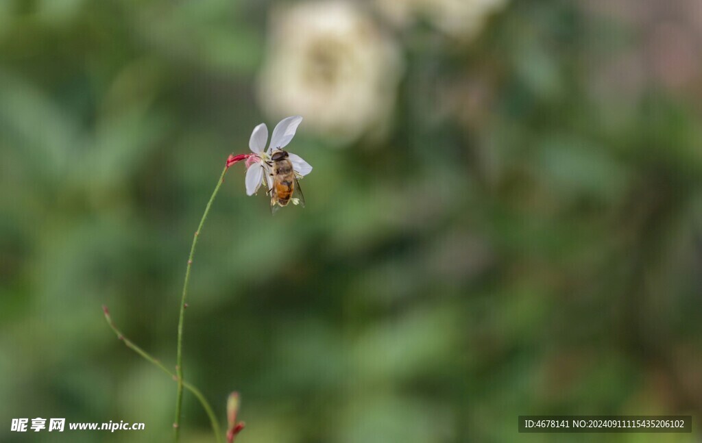 花与蜜蜂