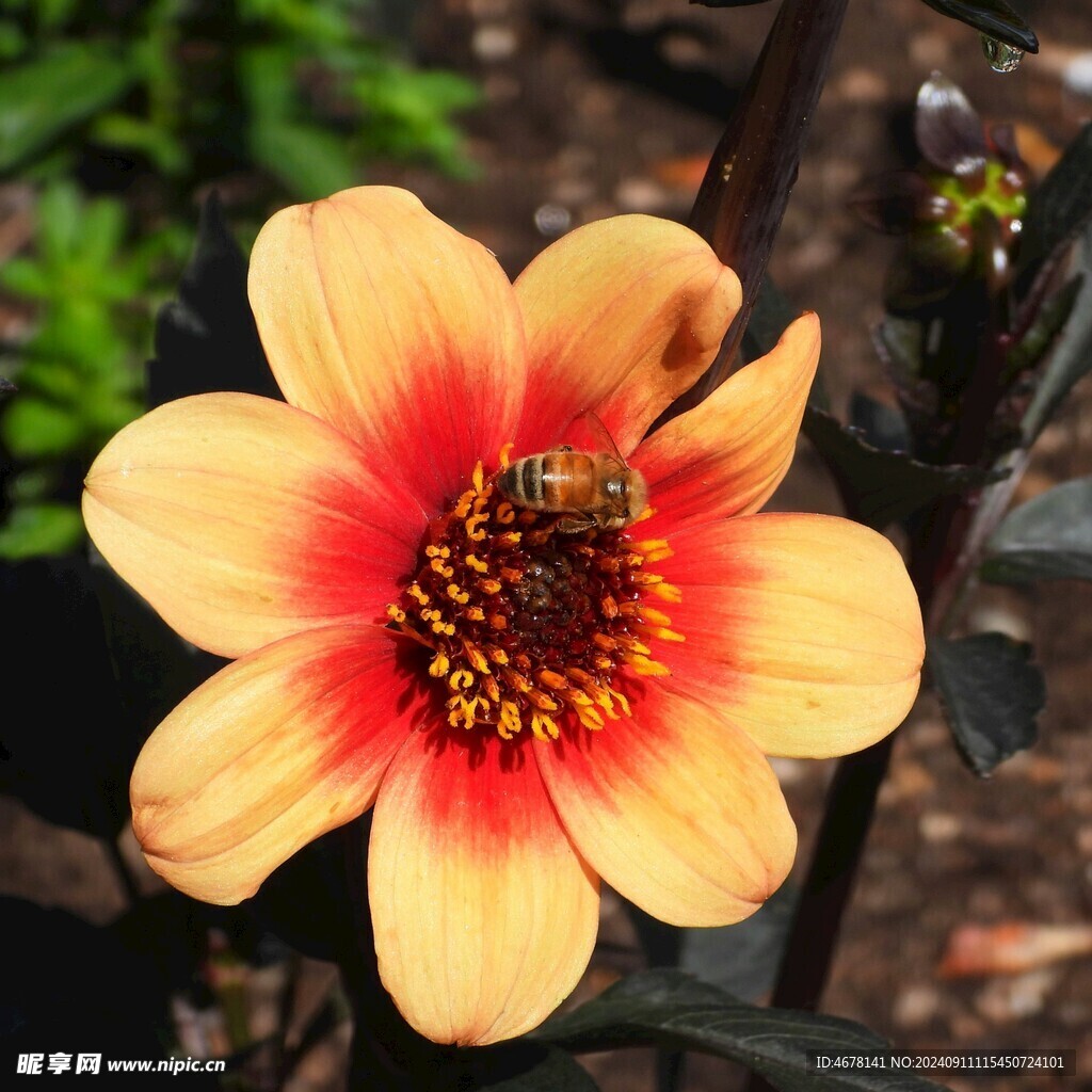 花与蜜蜂