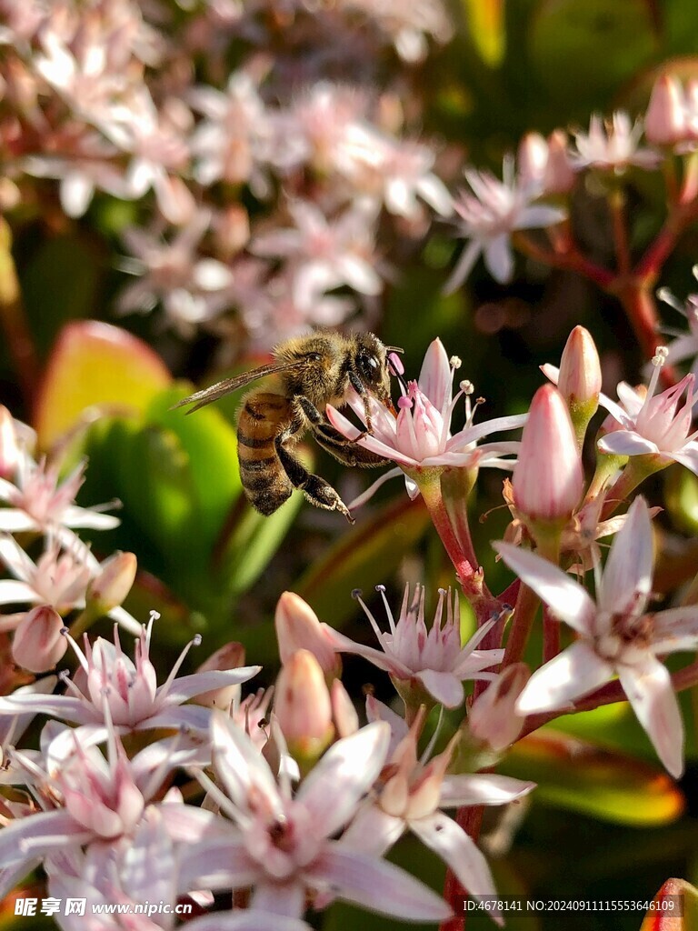 花与蜜蜂