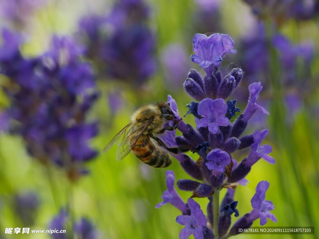 花与蜜蜂