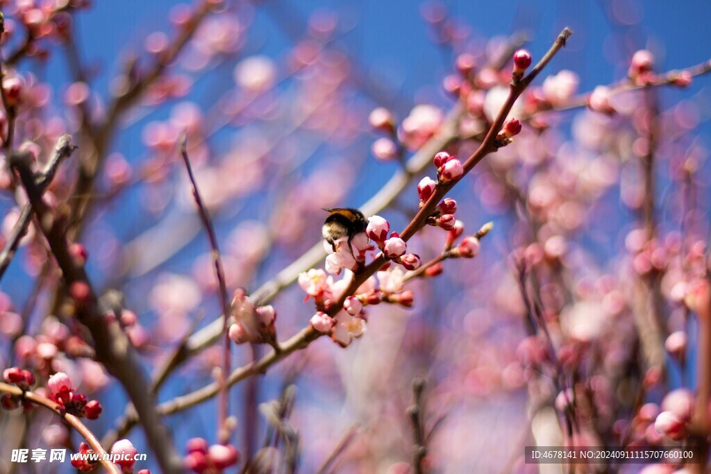 花与蜜蜂