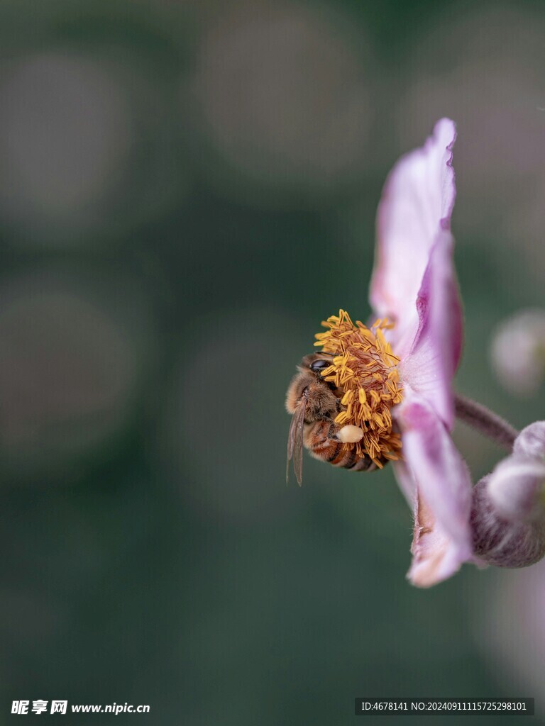 花与蜜蜂