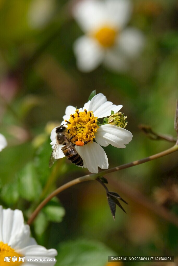 花与蜜蜂