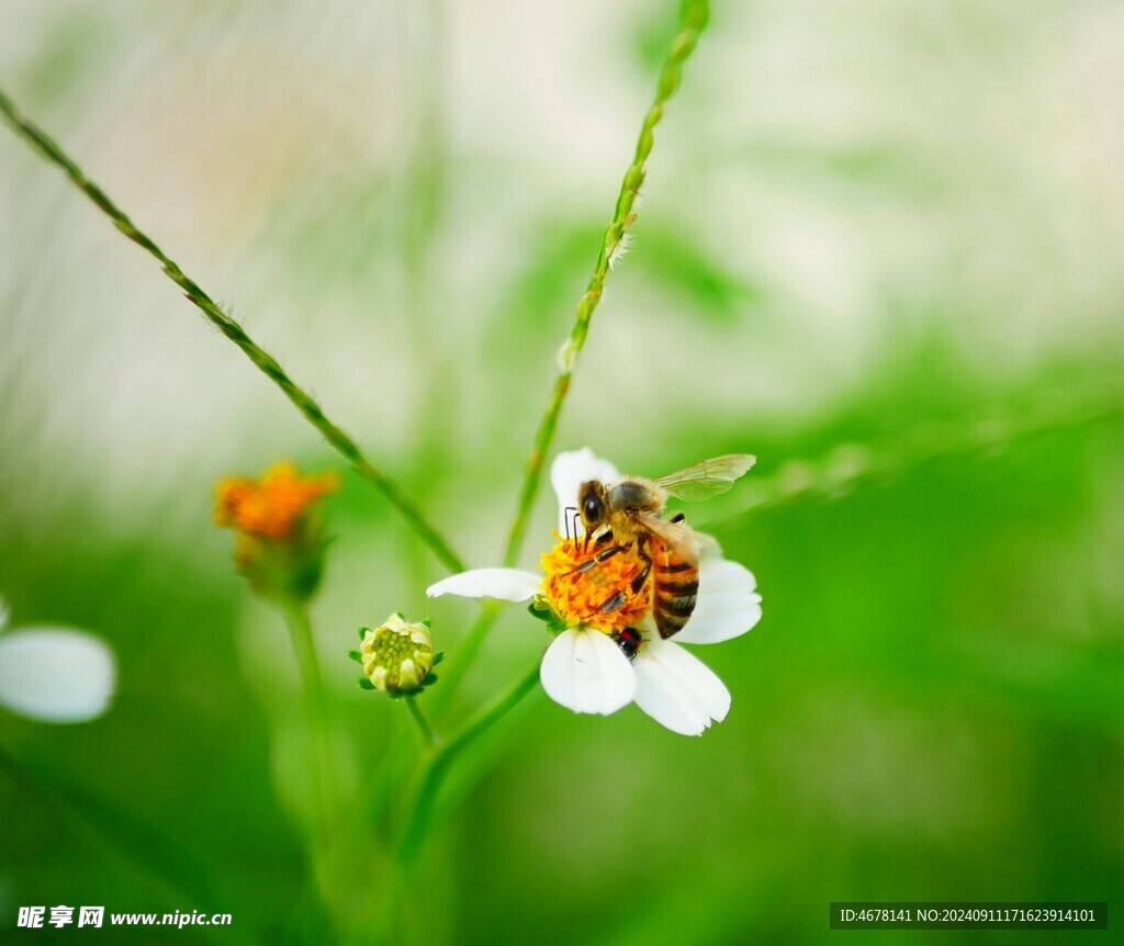 花与蜜蜂