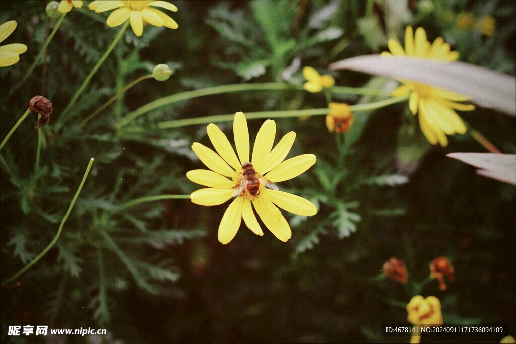 花与蜜蜂