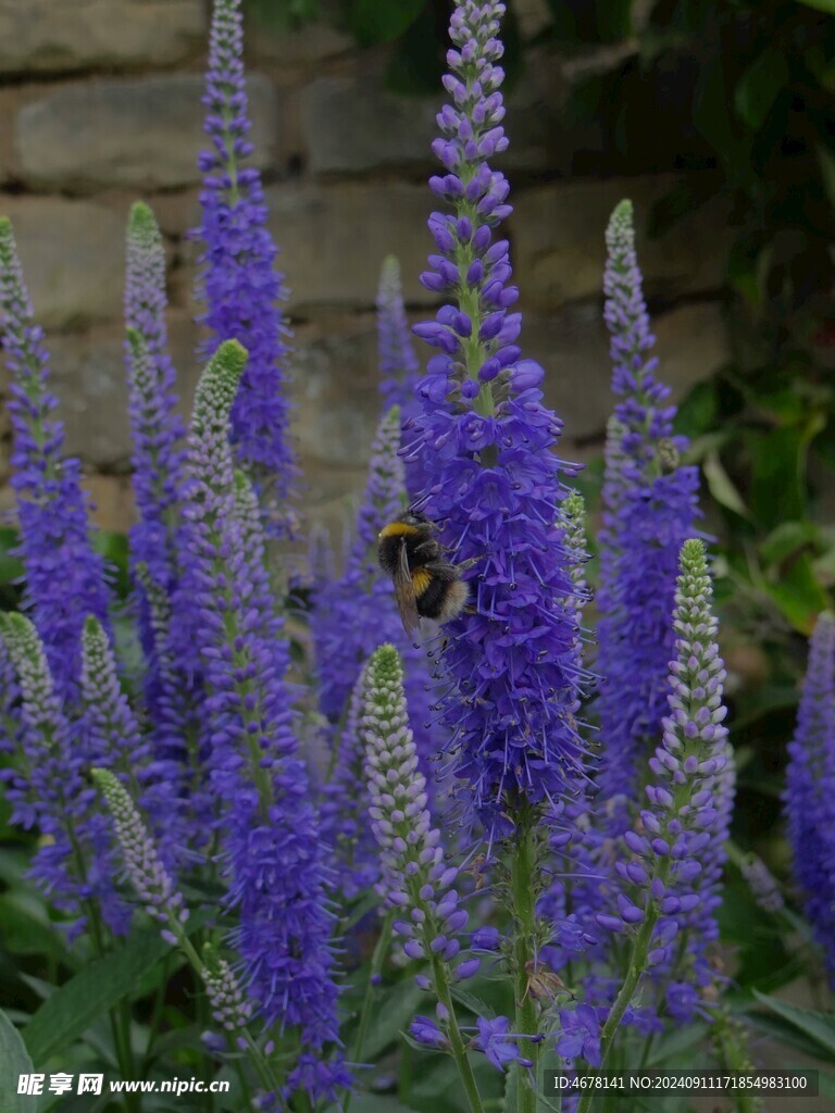花与蜜蜂