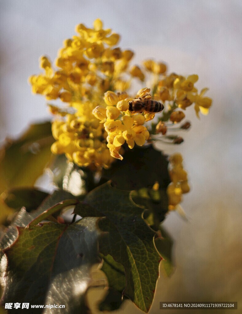 花与蜜蜂