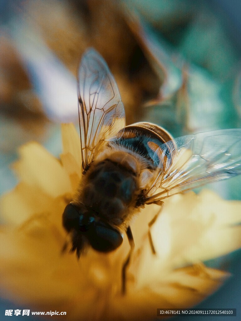 花与蜜蜂