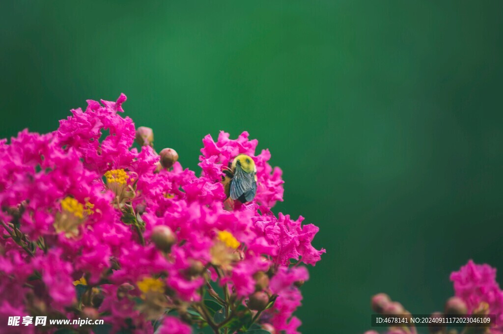 花与蜜蜂