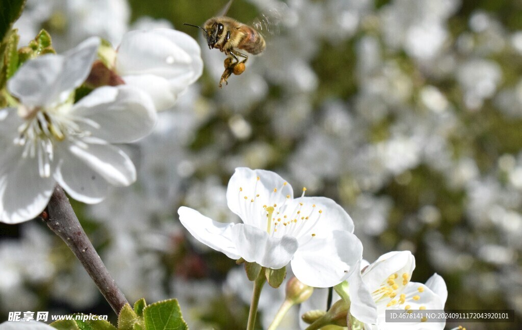 花与蜜蜂