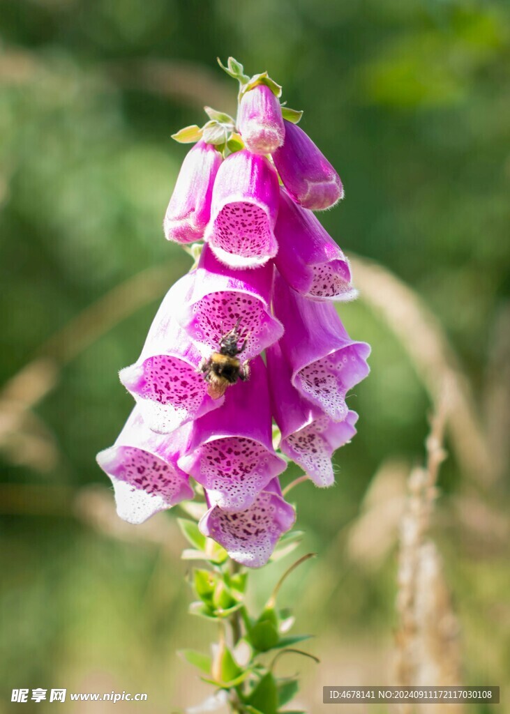 花与蜜蜂