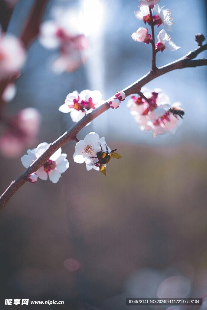 花与蜜蜂