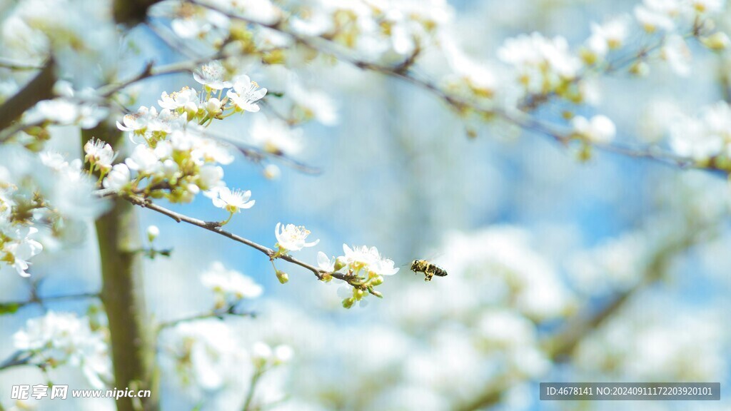 花与蜜蜂