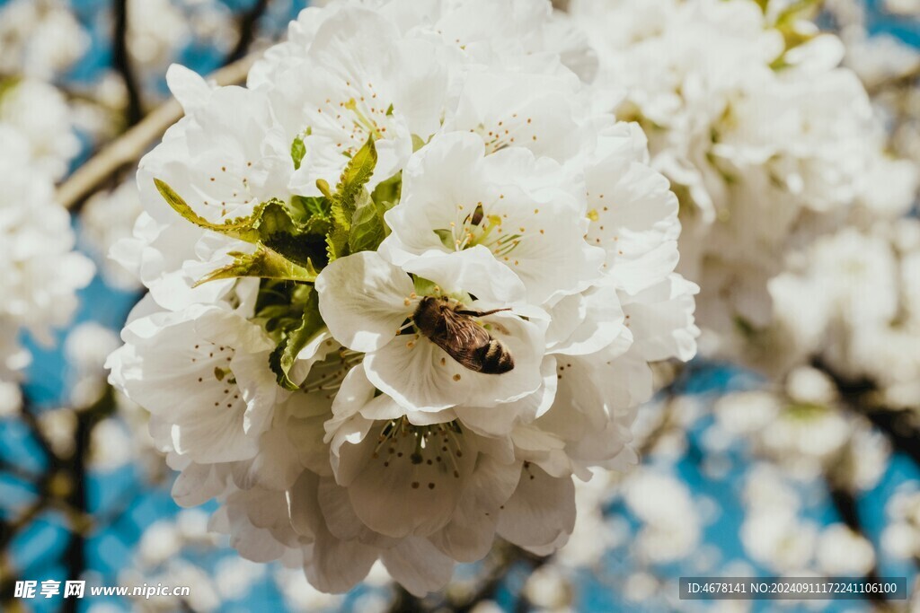 花与蜜蜂