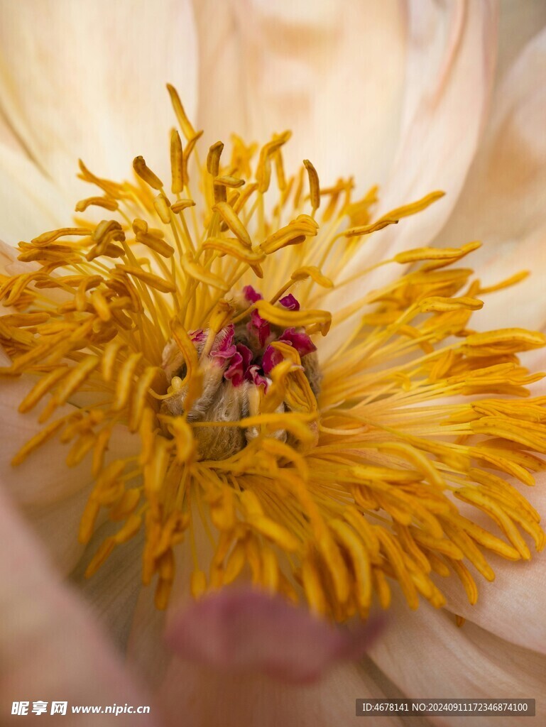 花芯