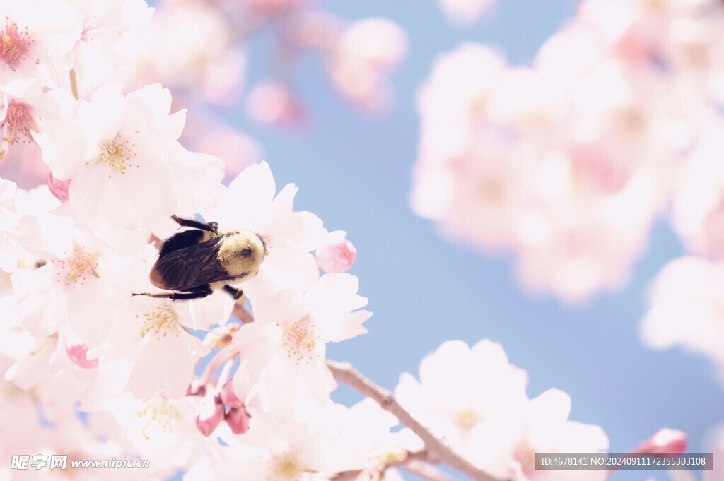 花与蜜蜂