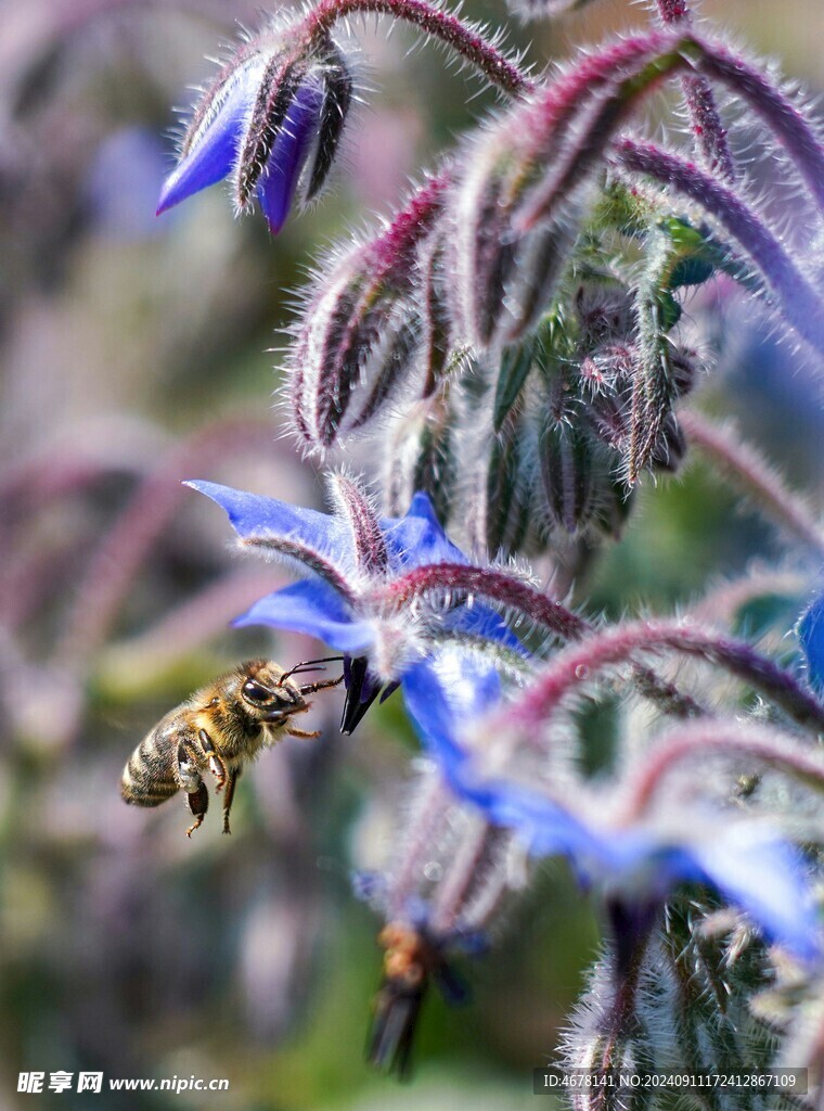 花与蜜蜂