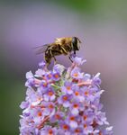 花与蜜蜂