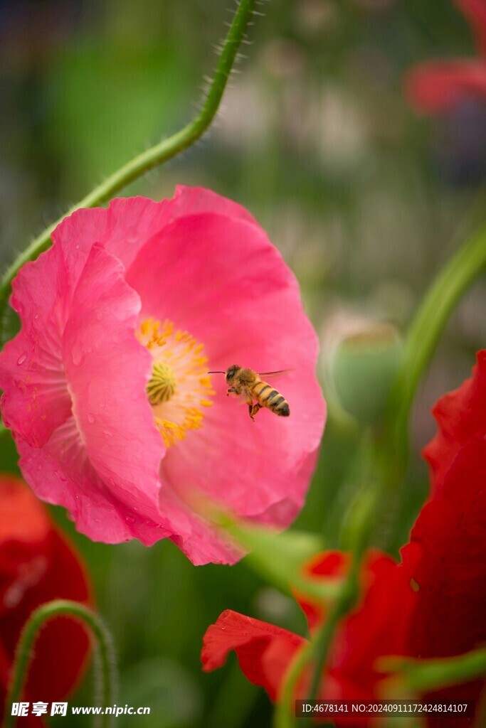 花与蜜蜂