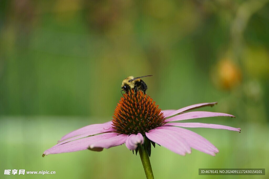 花与蜜蜂