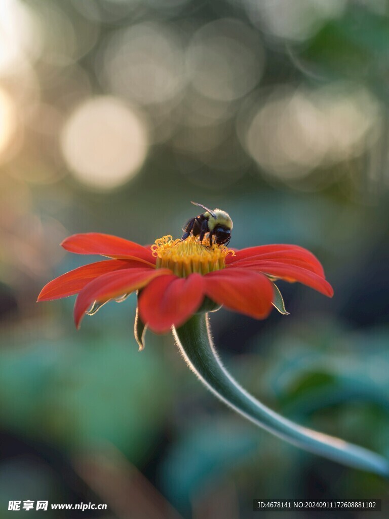 花与蜜蜂
