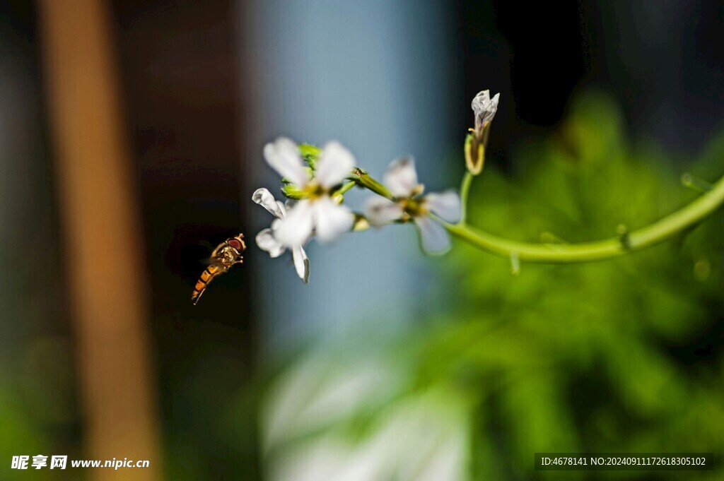 花与蜜蜂