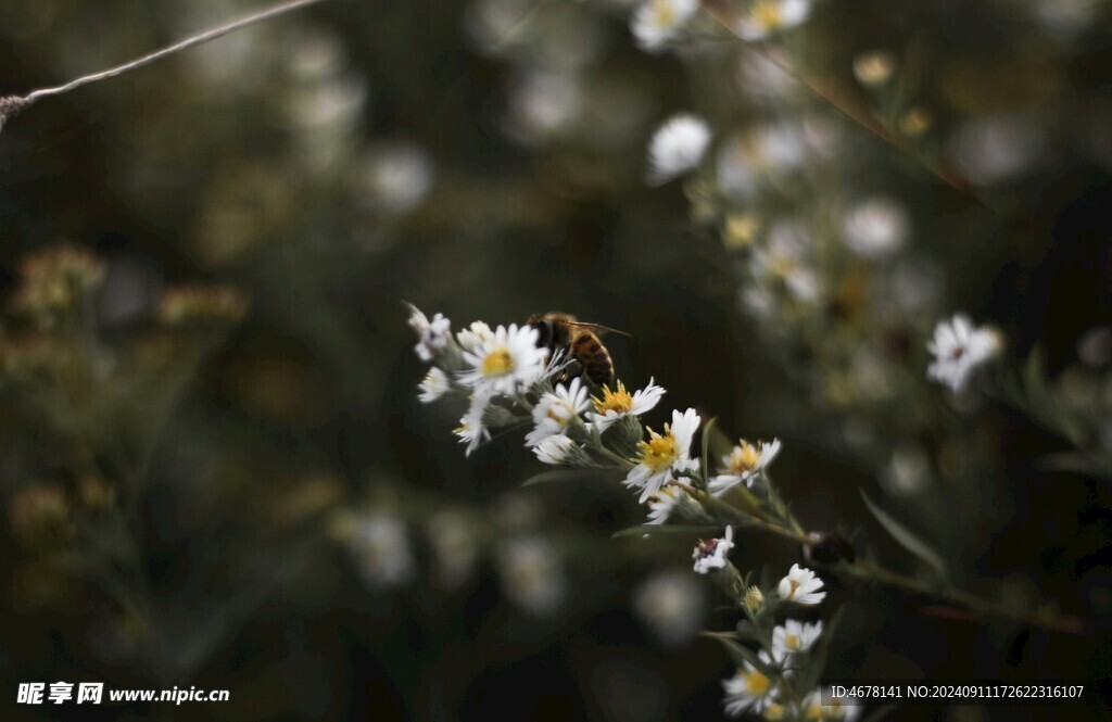 花与蜜蜂