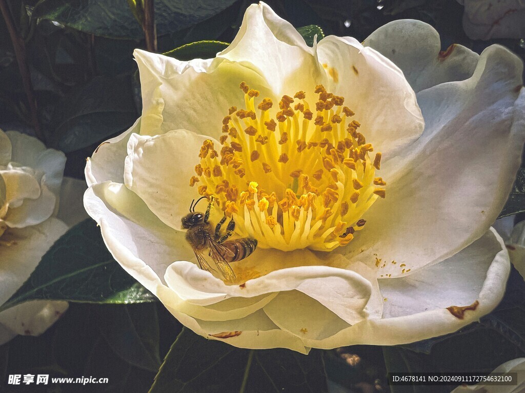 花与蜜蜂