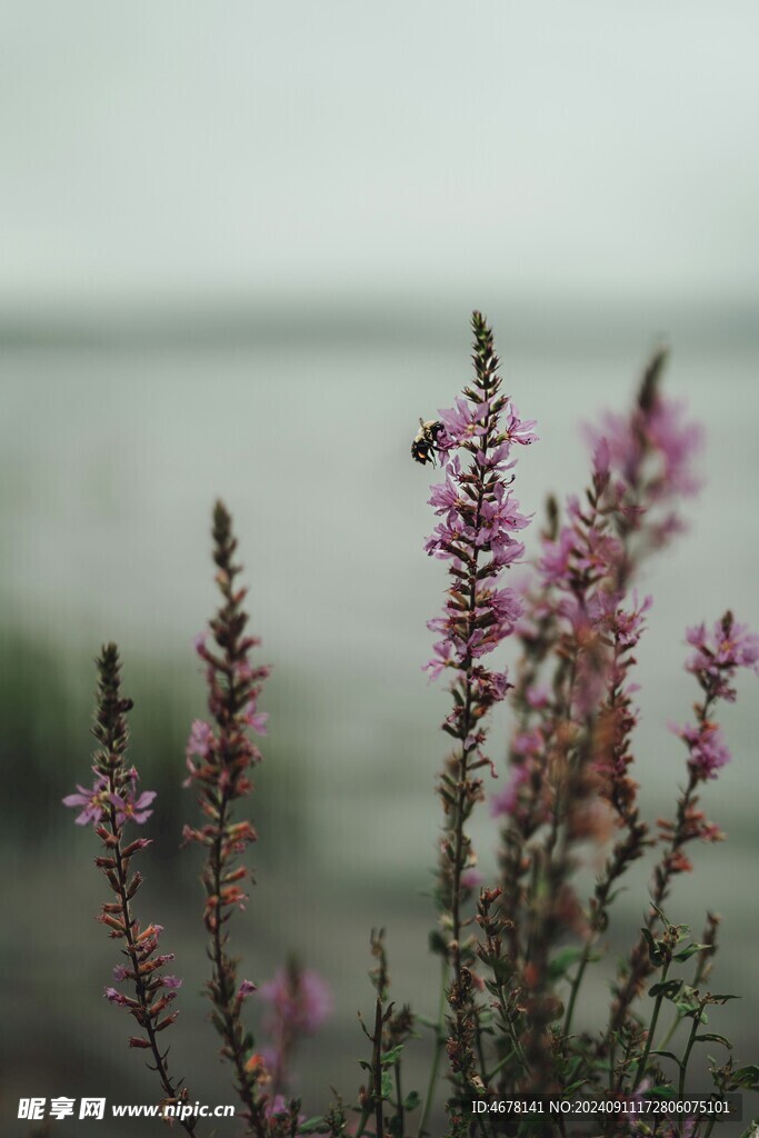 花与蜜蜂