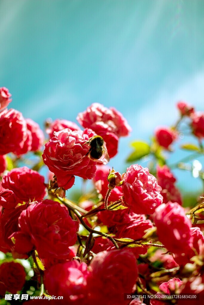 花与蜜蜂