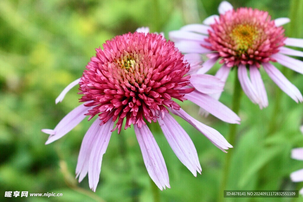 紫松果菊