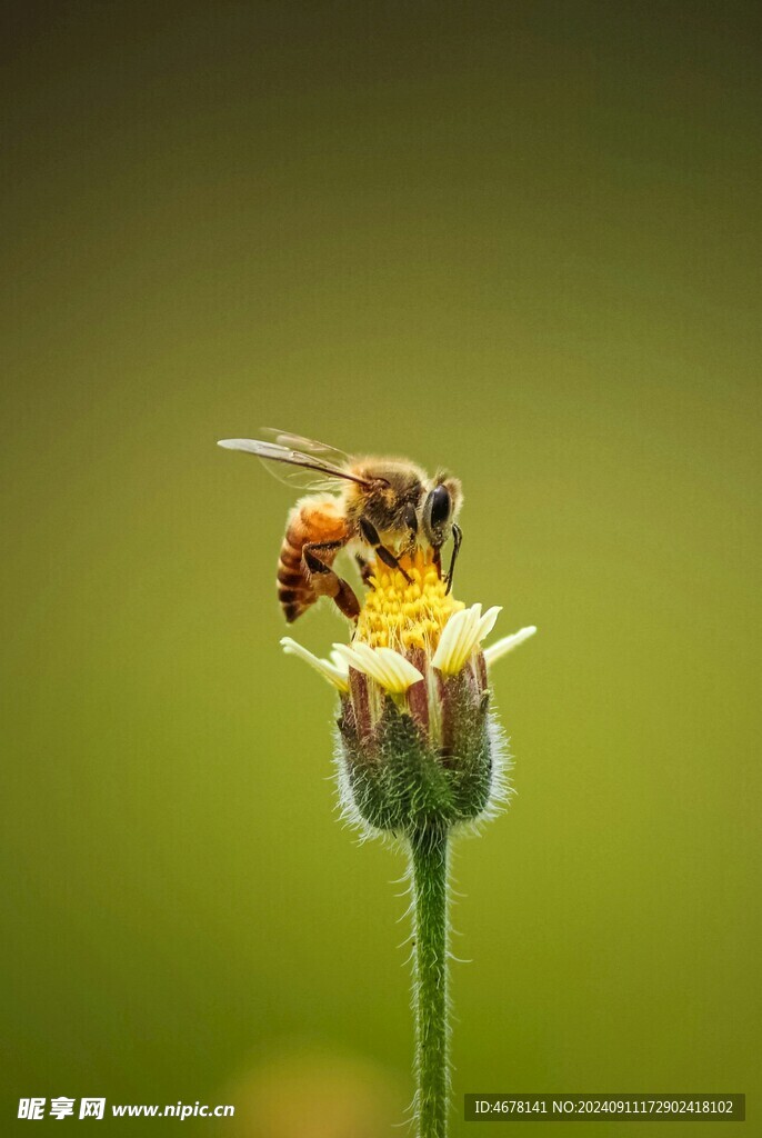 花与蜜蜂