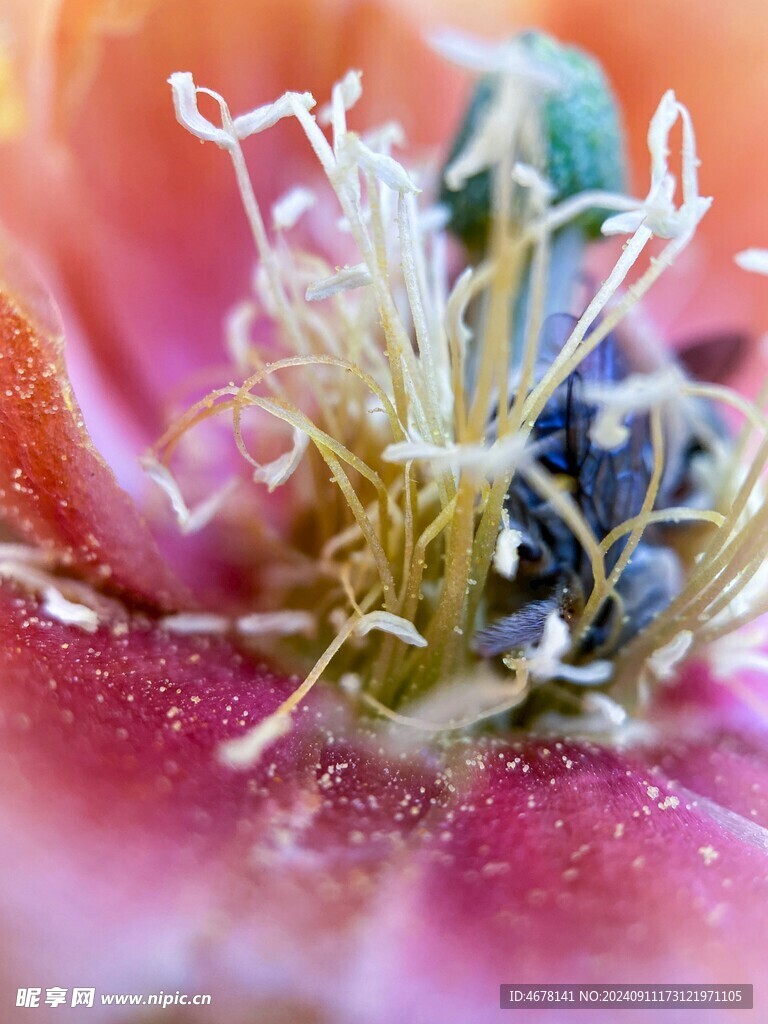 花蕊