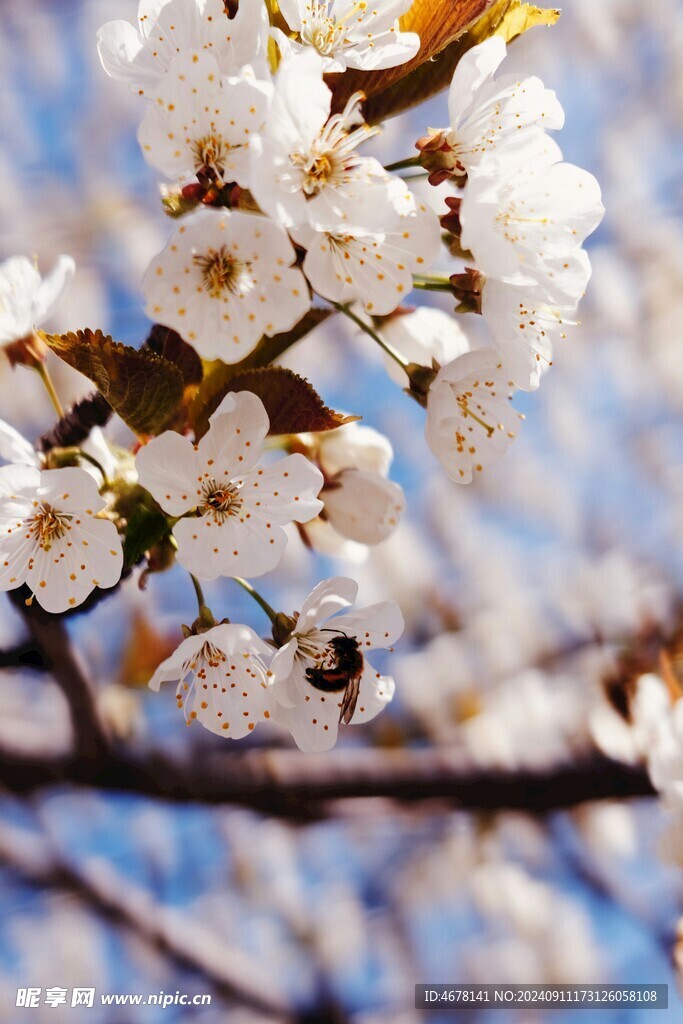 花与蜜蜂