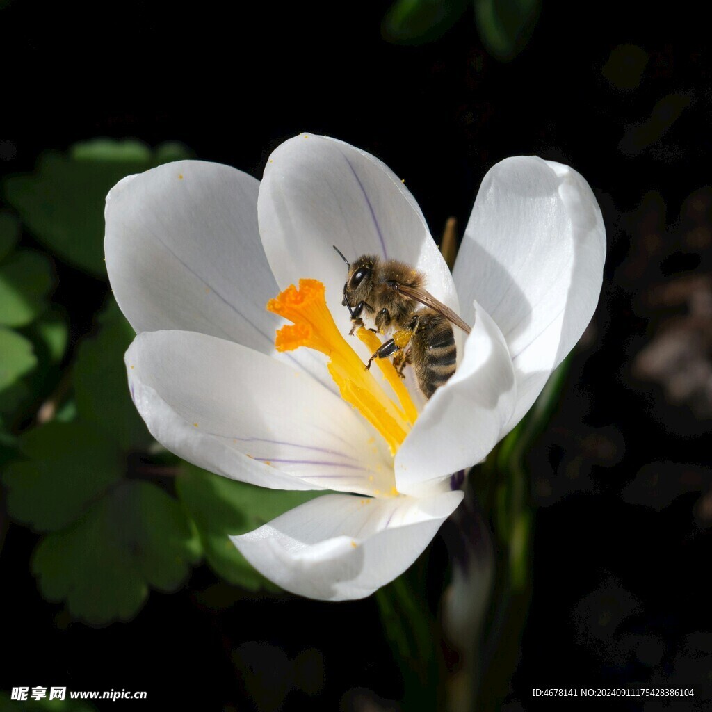 花与蜜蜂