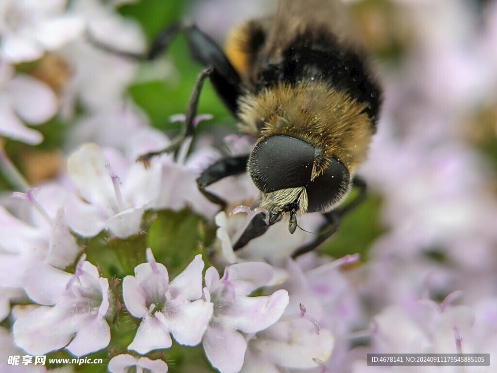花与蜜蜂