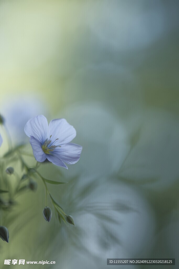 清爽鲜花花瓣花朵露珠背景图