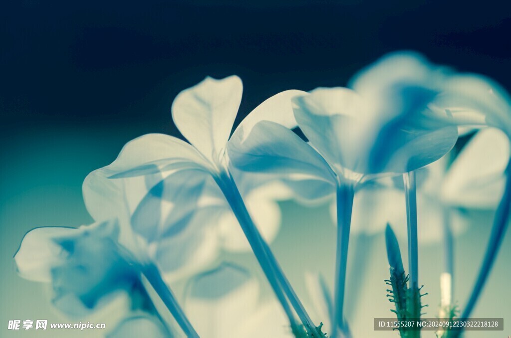 清爽鲜花花瓣花朵露珠背景图