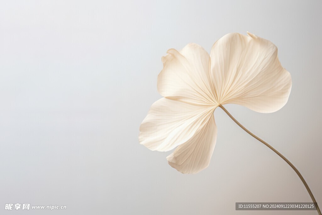 清爽鲜花花瓣花朵露珠背景图