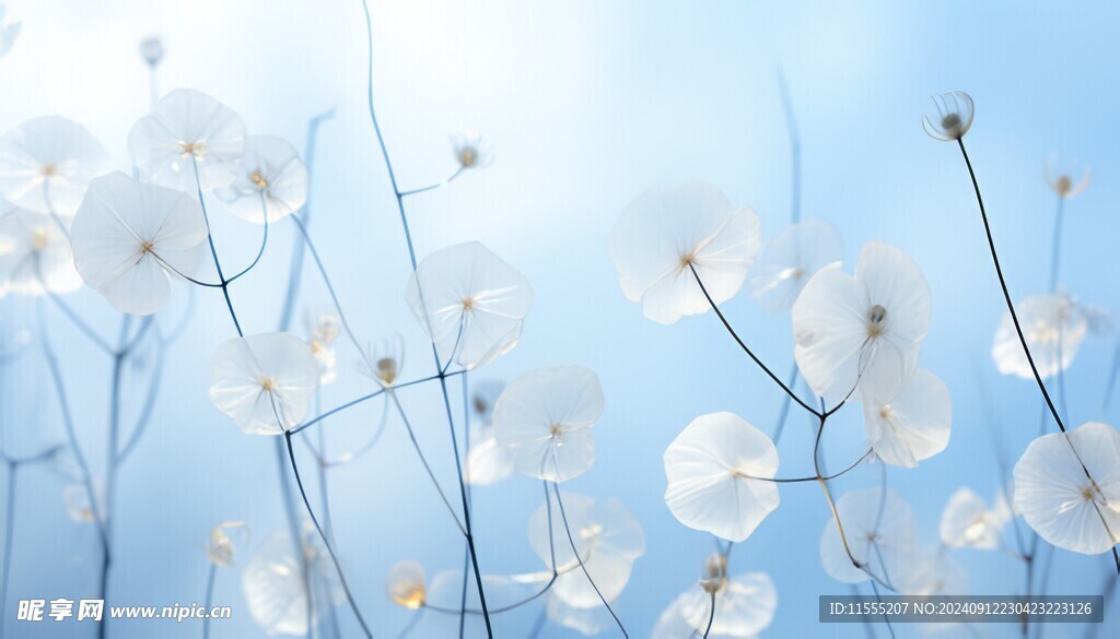 清爽鲜花花瓣花朵露珠背景图