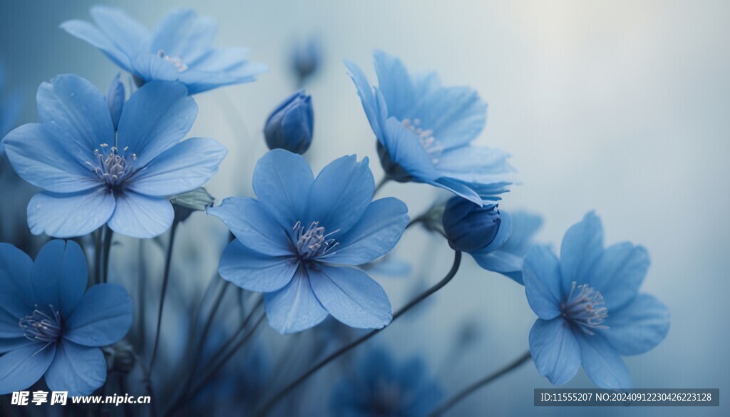 清爽鲜花花瓣花朵露珠背景图