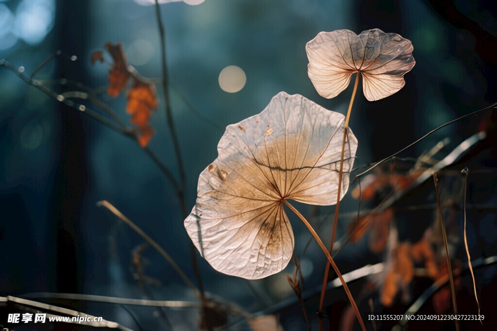 清爽鲜花花瓣花朵露珠背景图