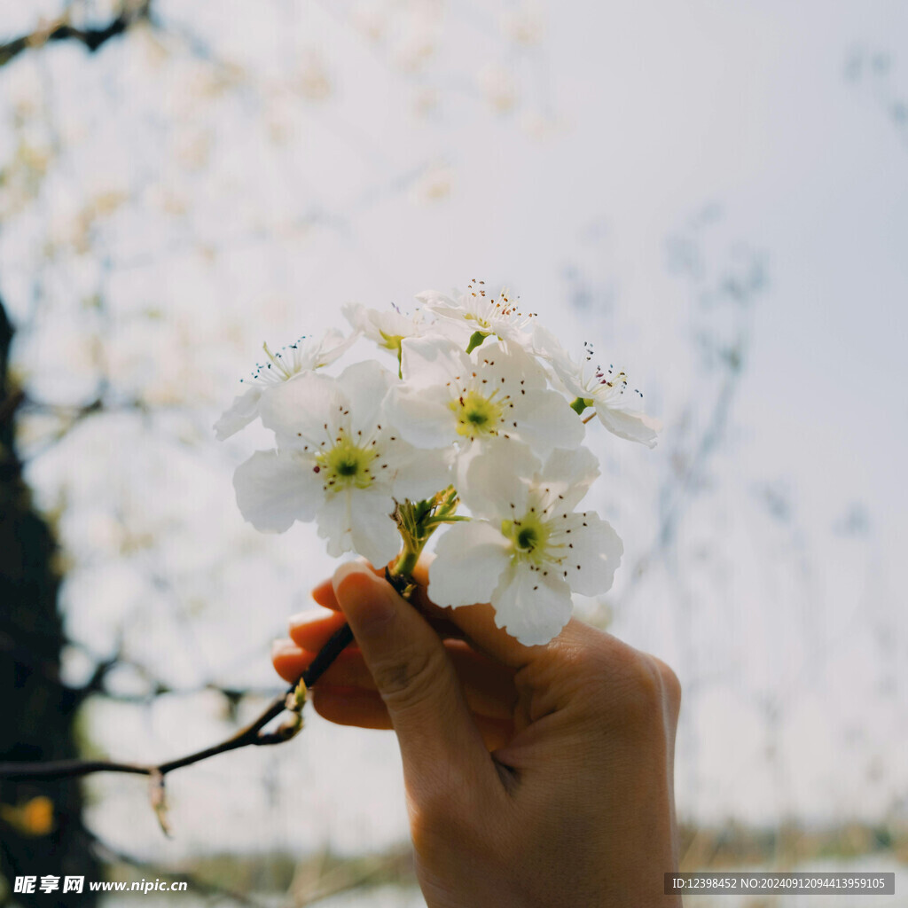 樱花