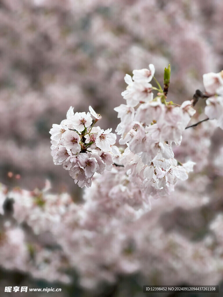 樱花