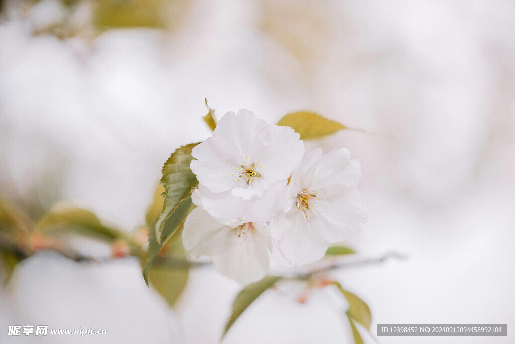 樱花