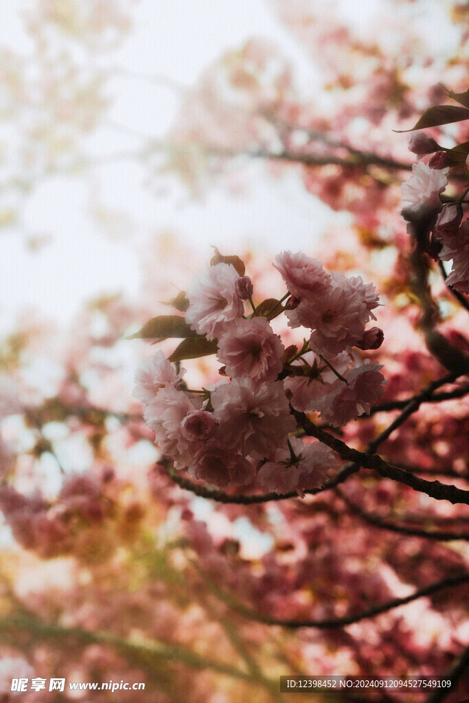 樱花